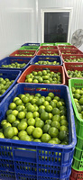 Vietnam Verse Groene Pitloze Citroenen Pittige Smaak Geen Zaden Van Hoge Kwaliteit Fruit Verpakt Voor Supermarkten En Wereldwijde Kopers