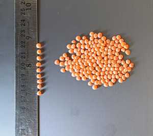 Lentejas Chana Dal Enteras Secas Naturales AD, Paquete a Granel de 25 kg, Nishtha Exports - Product Image 5