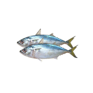 ปลาแมคเคอเรลสด ราคาแข่งขันสำหรับการสั่งซื้อจำนวนมาก - Product Image 1