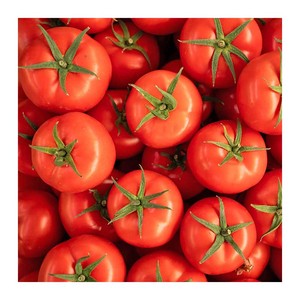 Tomates prujas frescos al por mayor, listos para compra a granel por distribuidores - Product Image 3