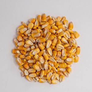 Maíz de Calidad Agrícola para Animales, Naturalmente Madurado, Grano Entero, Ingrediente Nutritivo Rico para una Alimentación Diaria Saludable - Product Image 2