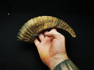 Cuernos de Shofar de Oveja con Acabado Natural, Empresa de Fabricación de Ágata - Product Image 3