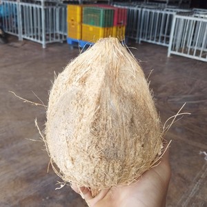 ผู้ส่งออกมะพร้าวแบบครึ่งเปลือก/มะพร้าวปอกเปลือกบางส่วน คุณภาพระดับมืออาชีพ 100% ธรรมชาติ จากเบนเต้ (WA: +84 366808683) - Product Image 1