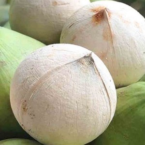 มะพร้าวขัดเงาเขตร้อนแบบพรีเมี่ยม | สินค้าจากเวียดนาม | มีฉลากเกาหลีและกล่องขายปลีกจำหน่ายสำหรับผู้นำเข้า - Product Image 5