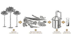ALOURA OILS Huile d'Agarwood Prachin Oud 100% Pure Hydro-Distillée Sans Alcool Aromathérapie Parfum Boisé Sucré - Product Image 5
