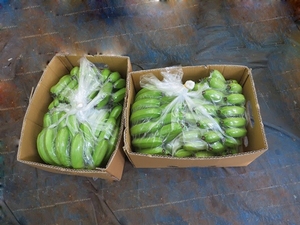 [ขายดี] กล้วยคาเวนดิช ผลไม้สดหวาน เกรดส่งออก 2 กก. สำหรับรับประทานโดยตรง สมูทตี้ ทำอาหาร เบเกอรี่ เวียดนาม - Product Image 5