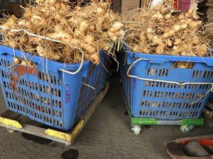 ผู้จัดจำหน่ายขิงสดพรีเมียมจากเวียดนามสำหรับผู้นำเข้าระหว่างประเทศ ผู้แปรรูปอาหาร ผู้ผลิตเครื่องดื่ม ผู้ค้าส่ง - Product Image 3