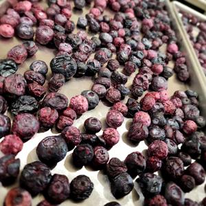 Myrtilles séchées de qualité supérieure, fraîches et naturelles, parfaites pour les collations saines et pour les acheteurs en gros - Product Image 2