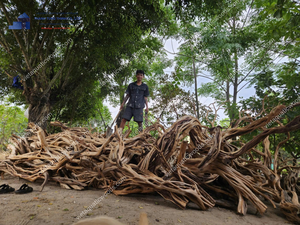 Ornement d'aquarium unique en bois flotté naturel, forme irrégulière, écologique, décoration de bac à poissons en provenance du Vietnam - Product Image 3