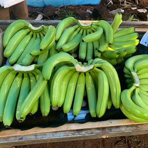 Plátanos Cavendish Frescos al por Mayor, Grado de Exportación, Etiqueta Personalizada Disponible - Product Image 3