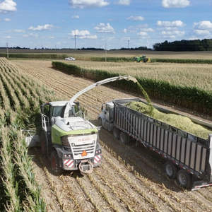 Silage de maïs KMI avec écorce d'ananas – Aliment nutritif pour le bétail en provenance du Vietnam - Product Image 4