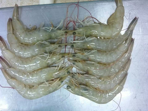 กุ้งแวนนาไมเกรดพรีเมียม แช่แข็ง ไม่มีหัว ปอกเปลือก อบสุกในกล่อง จากเวียดนาม SASUWO ได้รับการรับรองฮาลาล ราคาดีที่สุด ปี 2023 - Product Image 3