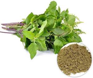 OEM ODM Marque Privée Poudre de feuilles de Tulsi 100% naturelle de qualité sélectionnée, qualité cosmétique, pour soins capillaires sans produits chimiques - Product Image 1