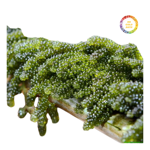 Premium Sea Grapes Nori <b>Fresh</b> Green Seasoned Caviar Vacuum Pack - Product Image 6