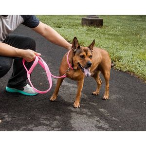 Aero Mesh 2-in-1 Dual Sided <b>Dog</b> Leash <b>Collar</b> Comfortable and Breathable Adjustable for Pet Convenience - Product Image 4
