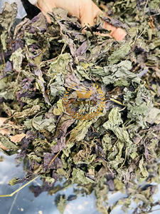 Precio de fábrica al por mayor Perilla frutescens Hojas secas Perilla hojas secas Té de hierbas 100% Secado natural de Vietnam - Product Image 5