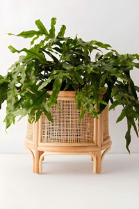 Wholesale Handicraft <b>Round</b> Rattan Planter Bohemian <b>Wicker</b> Plant Pot Elegant Woven Flower Pot for Indoor Garden Home Hotel - Product Image 1