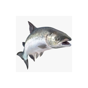 Salmón del Pacífico Congelado de Primera Calidad, Suministro al por Mayor, Listo para Enviar, Grado Alimenticio, Exportación Global - Product Image 2