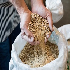 Granos de Cebada Premium, Semillas de Cebada para Alimentación Animal, Granos de Cebada a Granel, Cebada Malteada, Grano de Malta - Product Image 1