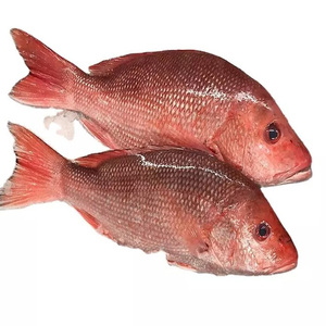 Nuevo Producto: Pescado Congelado, Pescado Fresco de Dorada Roja de 300-500g para Importadores de Mariscos - Product Image 1