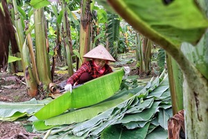 ใบตองแช่แข็ง ใบตองสดสีเขียวสำหรับห่ออาหารและปรุงอาหาร - Product Image 6