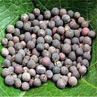 Fournisseur d'usine Embelia Ribes Fruit, matière première botanique naturelle pour produits à base de plantes, vente en gros