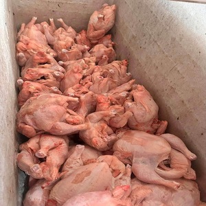 ไก่แช่แข็ง IQF บรรจุภัณฑ์สุญญากาศ คุณภาพสูง เนื้อนุ่ม รสชาติเยี่ยม อายุการเก็บรักษา 24 เดือน สำหรับขายปลีก - Product Image 6