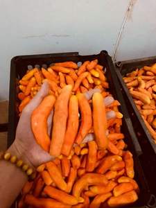 Curcuma frais biologique de haute qualité provenant du Vietnam au meilleur prix - Product Image 3