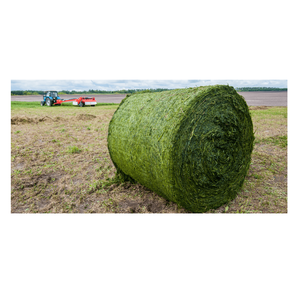 Exportateur en gros de balles de foin d'alfalfa pour l'alimentation animale en vrac - Product Image 6