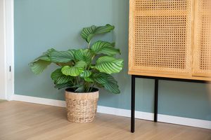 Juego Ecológico de 3 Macetas de Jacinto de Agua con Revestimiento Impermeable, Estilo Rústico, Más Vendidas para Hogar, Jardín, Interior y Exterior - Product Image 6