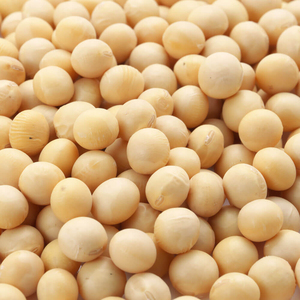 ถั่วเหลือง GMO คุณภาพสูง ขายส่ง พร้อมสำหรับธุรกิจนำเข้าส่งออกระหว่างประเทศ - Product Image 2