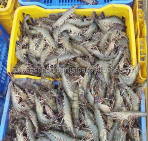 Mejor Precio de Camarones Congelados de Primera Calidad HLSO, Venta al por Mayor, Listos para Enviar, Grado Alimenticio, Suministro para Exportación - Product Image 6