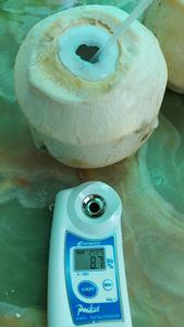 Coco Fresco Entero con Cáscara, Corte Diamante, Brix 9, 9 Frutos por Caja, Orgánico, Ben Tre Vietnam, Producto Más Vendido - Product Image 6