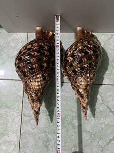 เปลือกหอยทรัมเป็ตธรรมชาติ แบบดิบ สำหรับงาน DIY ขายส่งจากเวียดนาม ขนาดใหญ่ สำหรับตกแต่งตู้ปลา ของตกแต่งบ้าน งานฝีมือ และงานอีเว้นท์ - Product Image 4