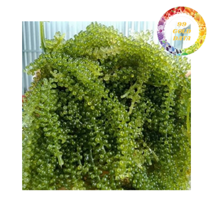 Uvas de Mar Frescas de Vietnam, Alimento Verde Oceánico Premium para Dietas Modernas y Saludables - Product Image 6