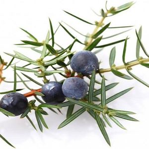 OEM Service Juniper Berries 2026 New Season Organic Natural Dried Bulk Wholesale Premium Quality Private Label Packaging - Product Image 2