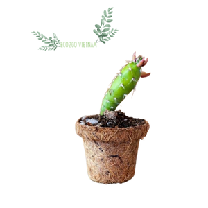Various Sizes Available Coconut Fiber Pot Sustainable Eco-Friendly Organic Seed Starter Coconut Coir Pot By Eco2go Vietnam - Product Image 2
