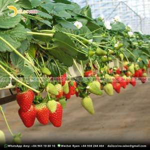 Applicazione di lastre di sacchetti per la coltivazione di fragole con <span class=keywords><strong>torba</strong></span> di cocco - Product Image 6