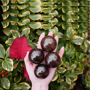 Esfera de Granate Rojo Natural Chakralume, Bola de Cristal Pulida, Piedra Curativa para Reiki, Meditación, Feng Shui, Decoración Energética, Venta al Por Mayor - Product Image 3