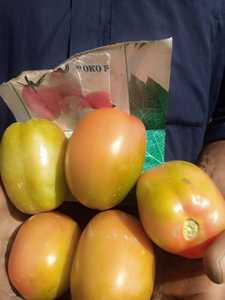 Graines hybrides de tomate ROKO F1 - Product Image 4