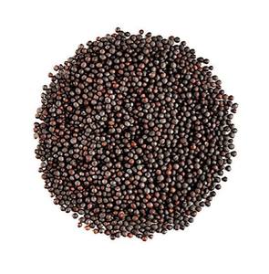 Graines de moutarde jaunes et noires non-OGM de qualité supérieure, fournisseur en gros pour l'alimentation des poissons et l'extraction d'huile pour la transformation alimentaire - Product Image 1