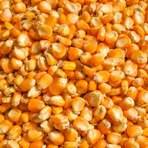 GRANOS DE MAÍZ AMARILLO SECOS TOTALMENTE NATURALES, PERFECTOS PARA POPCORN, GRISSAS DE MAÍZ Y PROCESAMIENTO DE ALIMENTOS/ SRA. ALINA - Product Image 4