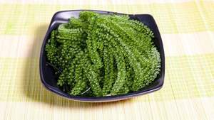 Algues vertes fraîches à la vapeur, type caviar, 10-20 cm, emballage réfrigéré en bol, riches en humidité - Product Image 5