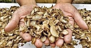 El estándar de oro del jengibre seco de especias que transforma el sabor perfecto de Vietnam | SLICE & POWDER - Product Image 2