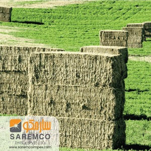 Foin d'herbe de Rhodes vert frais nourrissant pour animaux grain de soja séché pour porc bétail cheval chèvre chameau poisson mis en balle à vendre - Product Image 4