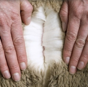 Wholesale Price 28-34mic Raw Carded 100% <b>Wool</b> Sheep <b>Wool</b> Waste - Product Image 4