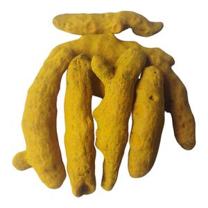 Cúrcuma en Polvo Pura de Alta Calidad, Suministro a Granel Directo de Granjas Confiables, Natural y Fresca - Product Image 1