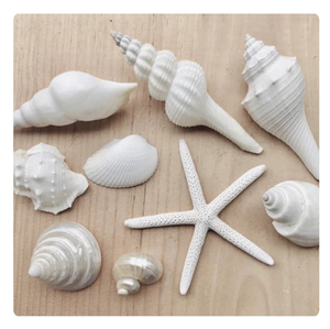 การตกแต่งเปลือกหอยด้วยมือเพื่อความสวยงามของบ้านและสวน - Product Image 6