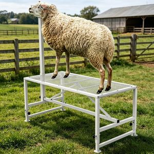 Supporto Professionale per Bestiame, Altezza Regolabile, Materiali Durevoli in Ferro, Acciaio e Acciaio Inossidabile per Suini e Bovini, per Uso Agricolo - Nuovo e Usato - Product Image 4
