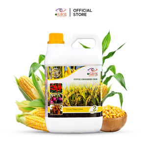 Solución Avanzada de Fertilizante Orgánico GDM para la Agricultura del Maíz, Nutrición Vegetal y Mayor Rendimiento en Asia, África y Australia - Product Image 2